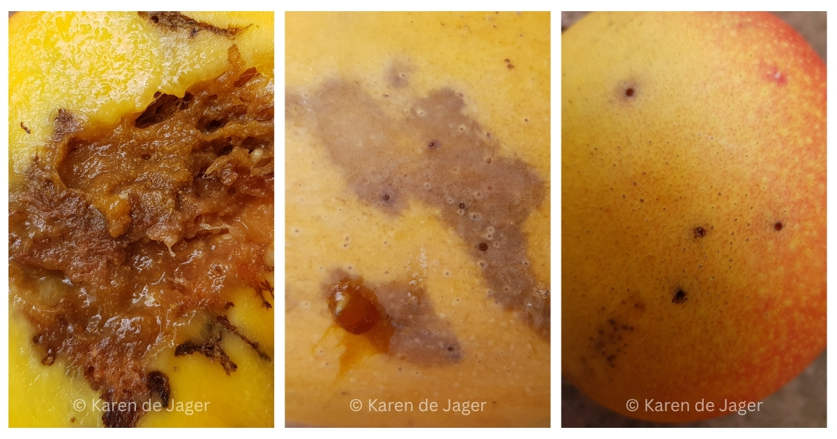 Fruit fly damage and puncture marks on mango fruit